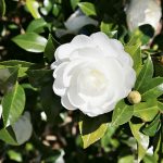 fall-blooming-camellias-autumn-moon