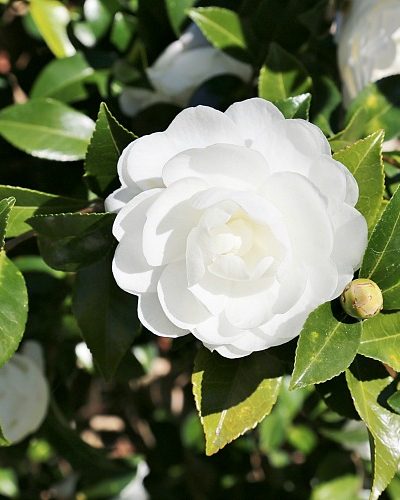 fall-blooming-camellias-autumn-moon