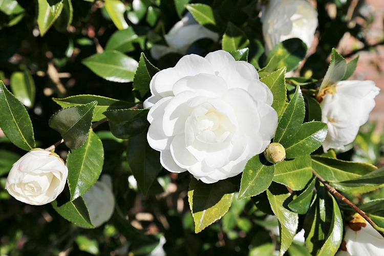 fall-blooming-camellias-autumn-moon