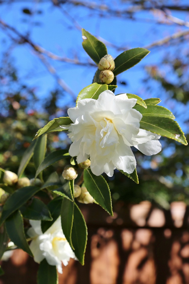 fall-blooming-camellias-snow-flurry