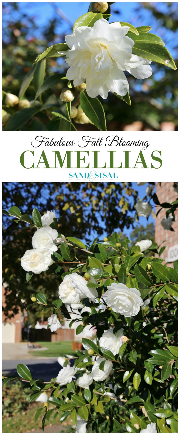 fall-blooming-camellias-white-camellia