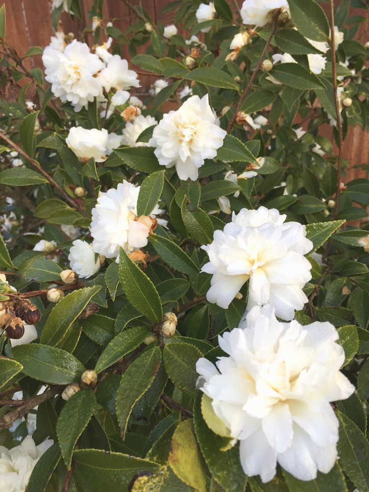 snow-flurry-fall-blooming-sasanqua-camellia