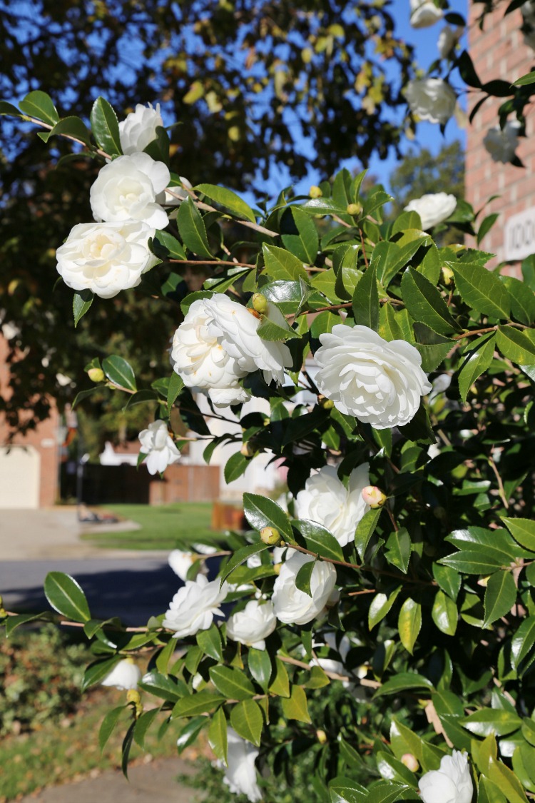 white-camellias-autumn-moon-fall-blooming