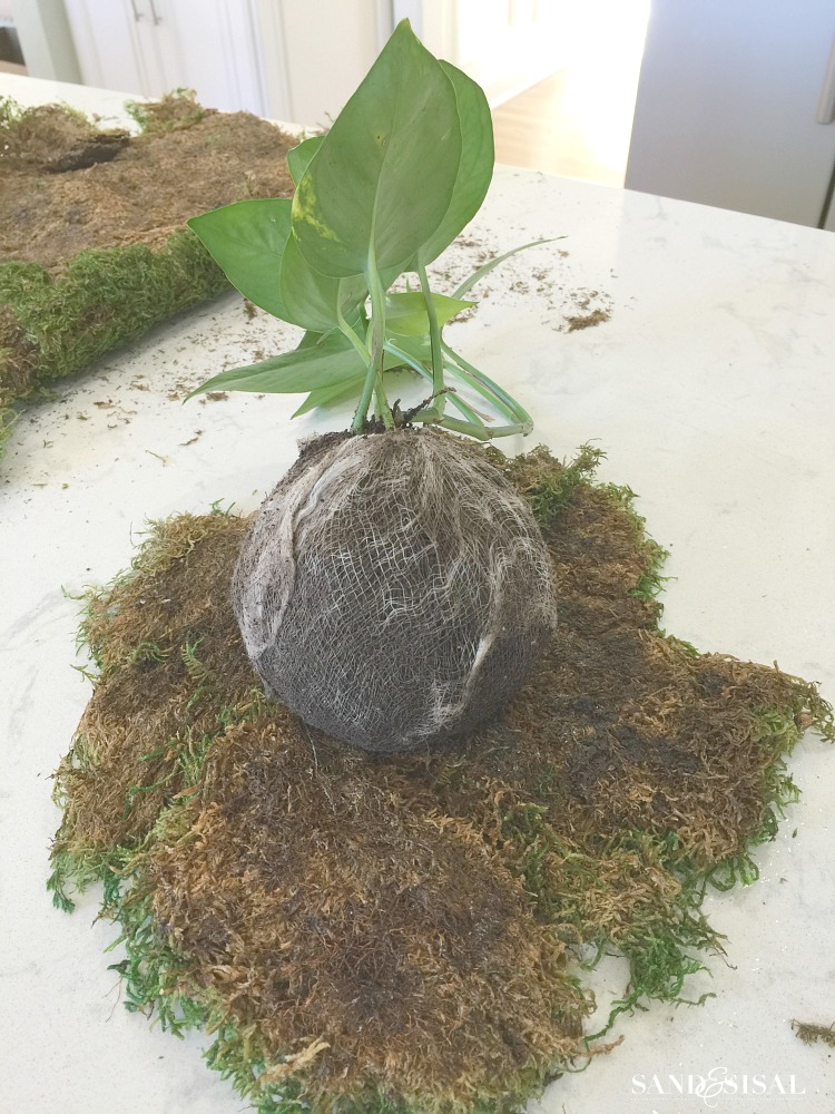 Learn How to Make Your Own DIY Kokedama Plant Moss Balls