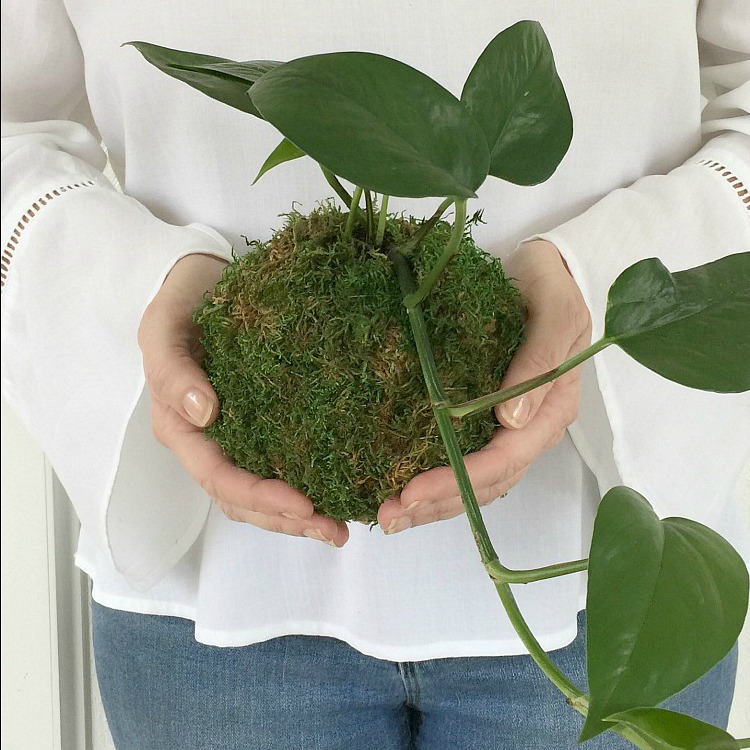 DIY Kokedama - Japanese Moss Ball Planters - Sand and Sisal