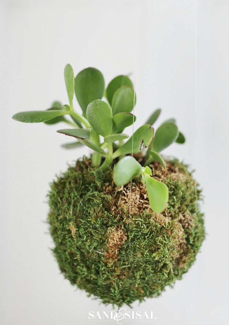 How to Make a Kokedama (Moss Ball) — Fiber Forms