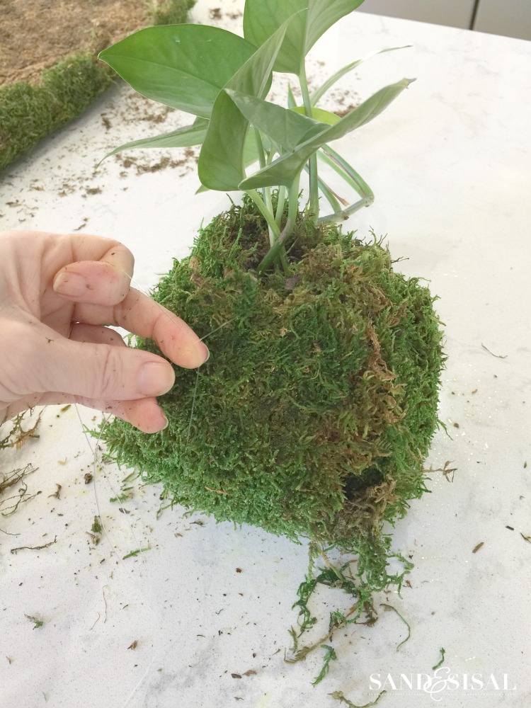 diy-kokedama-japanese-moss-ball-planters