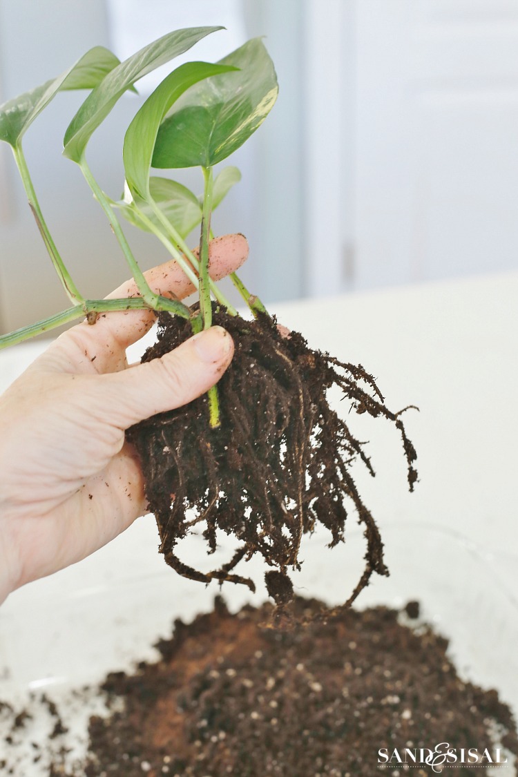 How to Make a Kokedama (Moss Ball) — Fiber Forms