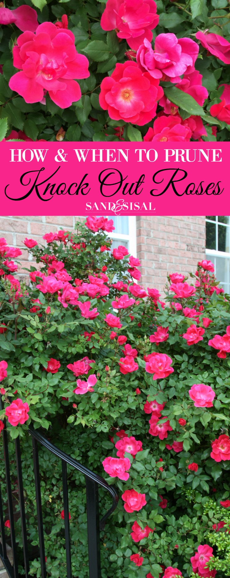 How and When to Prune Knock Out Roses