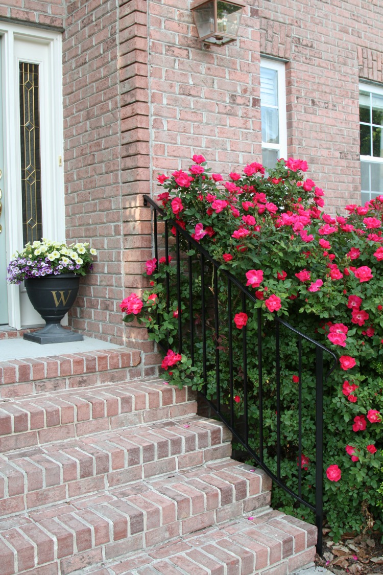 Coral Knock OutÂ® Rose, Flowering Shrubs