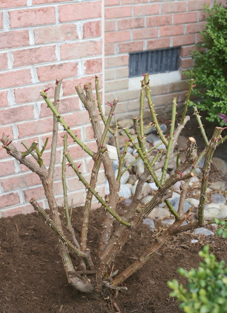How and When to Prune Knock Out Roses - Sand and Sisal