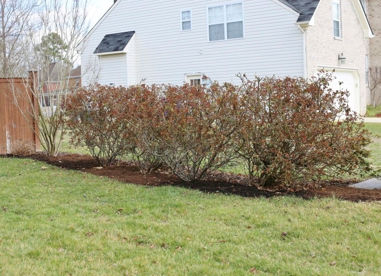 How And When To Prune Knock Out Roses Sand And Sisal