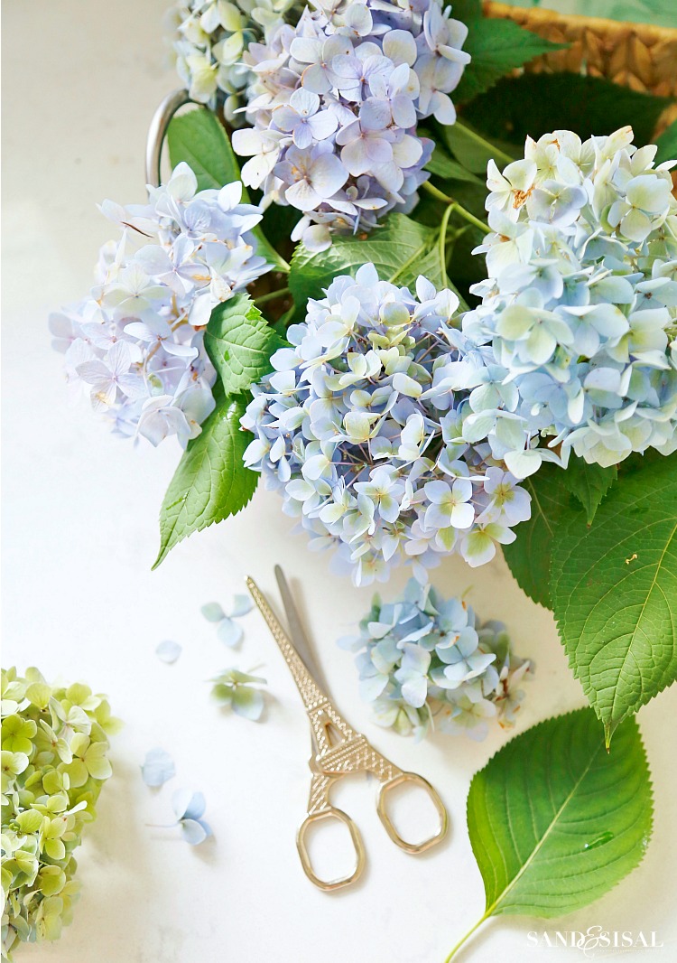 Endless Summer Hydrangeas