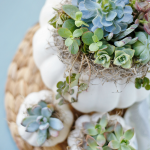 DIY Succulent Pumpkin Centerpiece