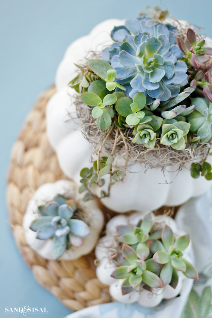 DIY Succulent Pumpkin Centerpiece Sand and Sisal