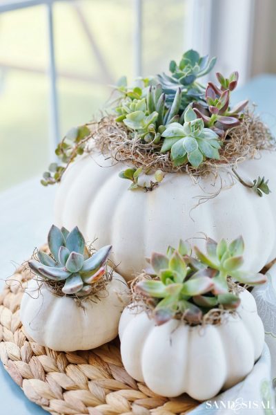 Succulent Pumpkin Planters