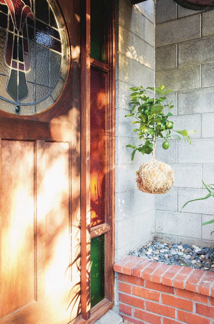 Hanging Kokedama - Fruit tree Kokedama