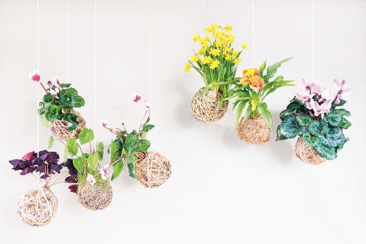 Hanging Kokedama - bulbs in Kokedama