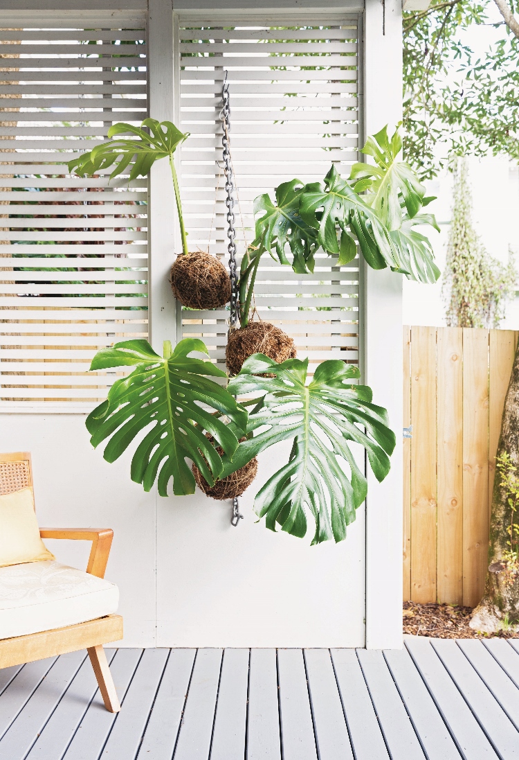 Hanging Kokedama - Creating Potless Plants for the Home