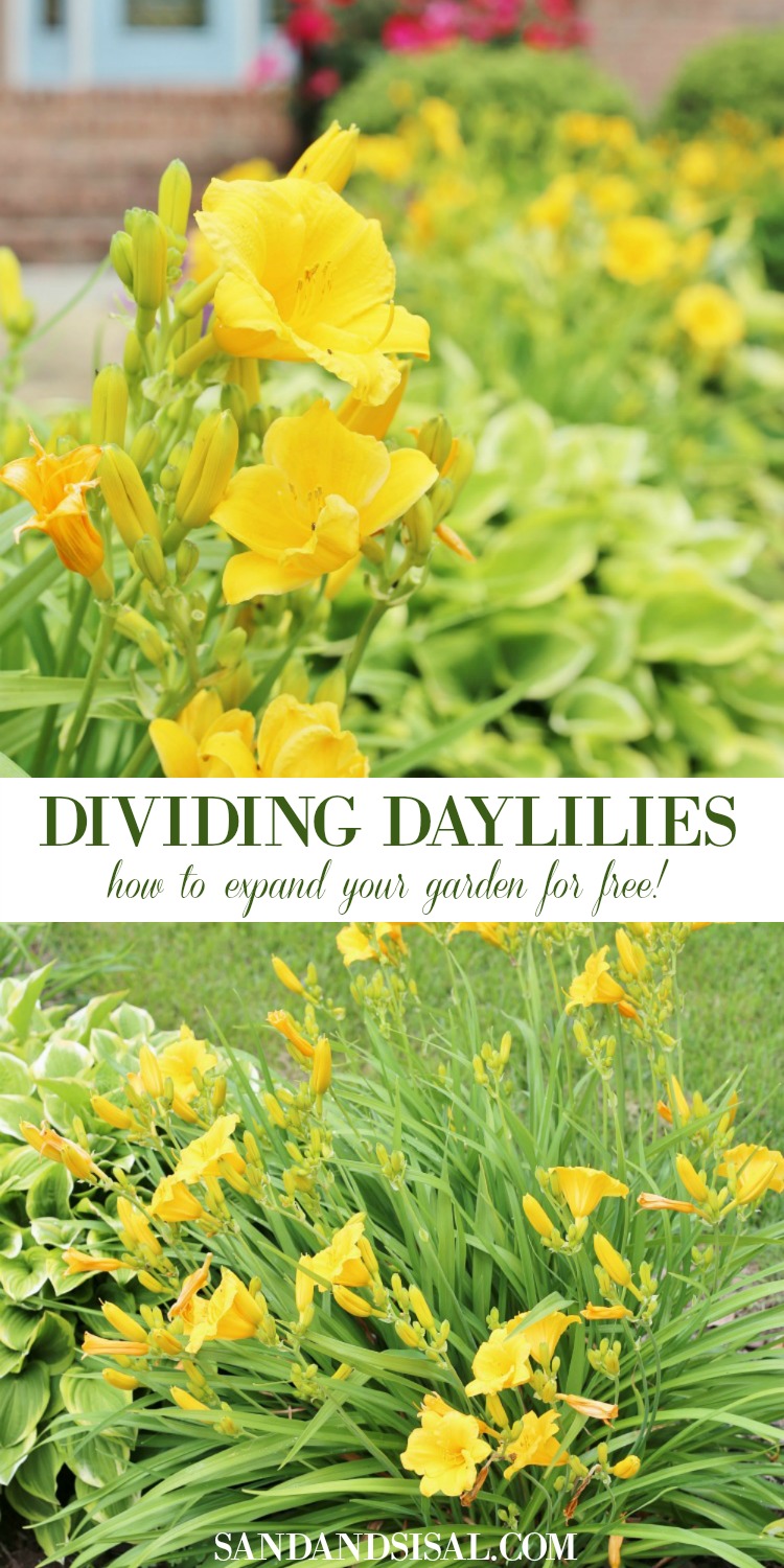 Dividing Daylilies - How to Expand Your Garden for Free