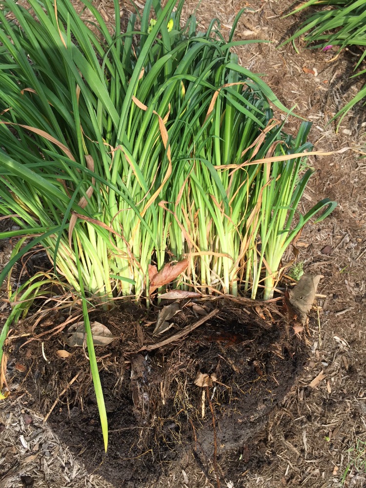 Dividing Daylilies - Step 1