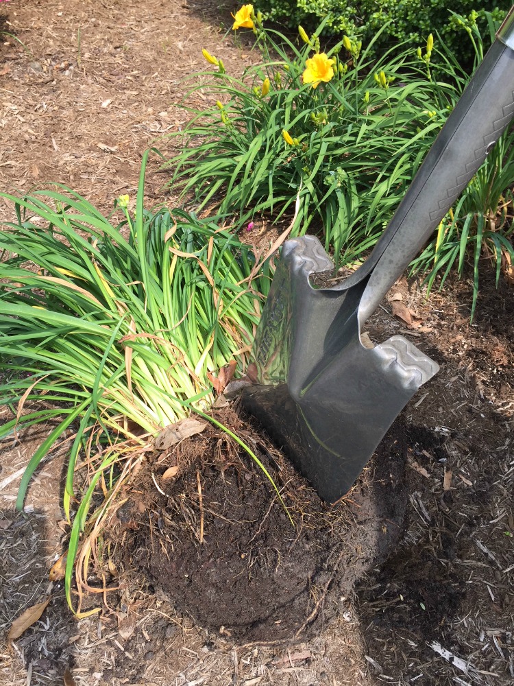 Dividing Daylilies - Step 2