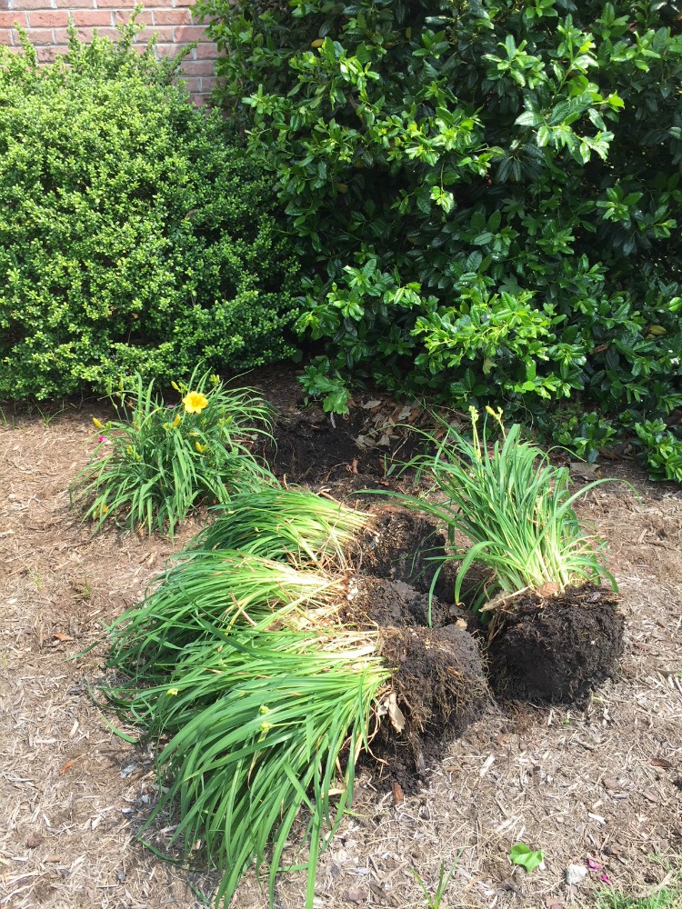 Dividing Daylilies - Step 3