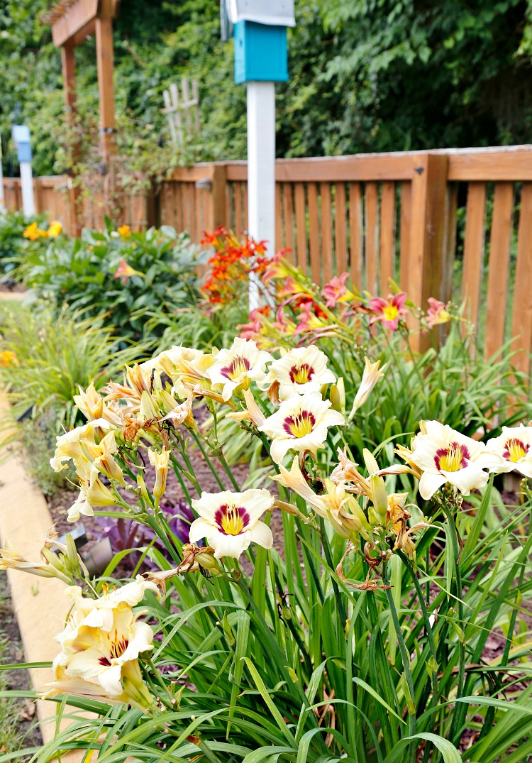 Dividing Daylilies