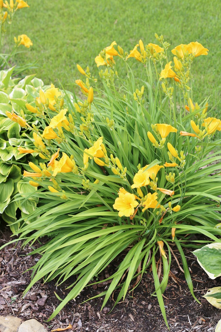 How to divide daylilies