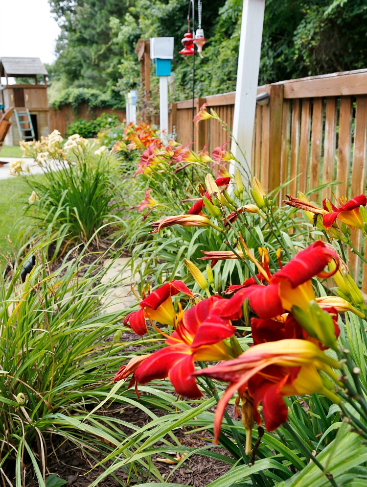 day lillies in the garden