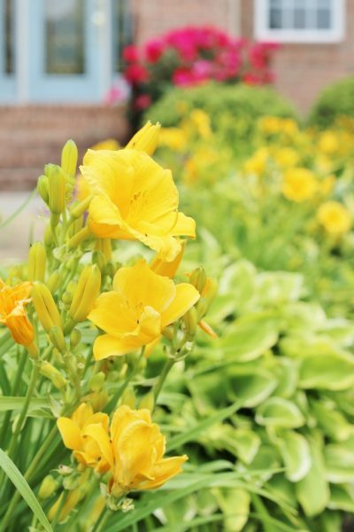 dividing daylilies