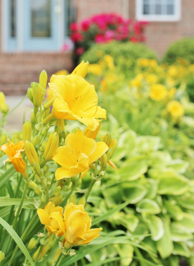 dividing daylilies