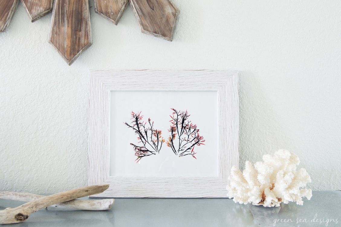 Coastal Botanical Art by Green Seas Designs