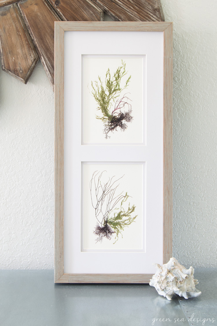 Coastal Botanical Art by Green Seas Designs