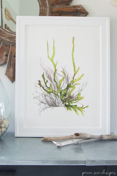 Coastal Botanical Art by Green Seas Designs