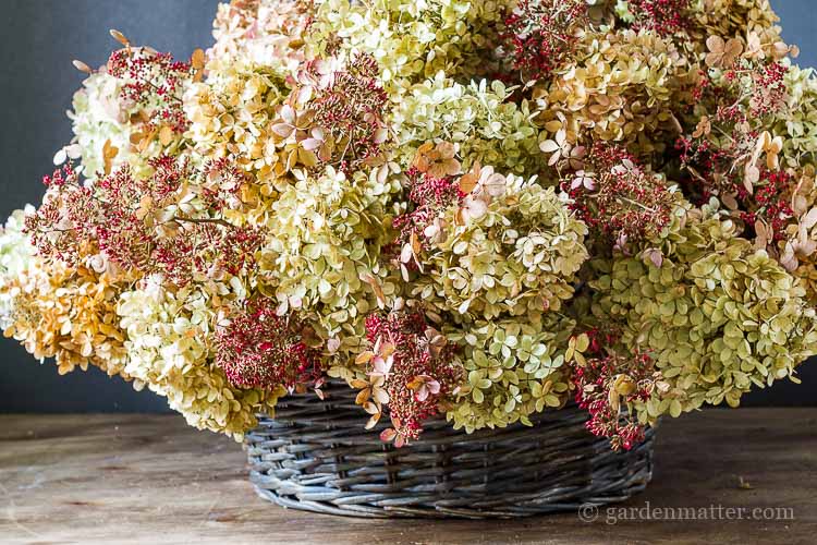 Dried-Limelight-Pee-Gee-Hydrangea-Basket