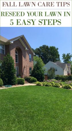 Fall Lawn Care Tips | Reseed Your Lawn in 5 Easy Steps - Sand and Sisal