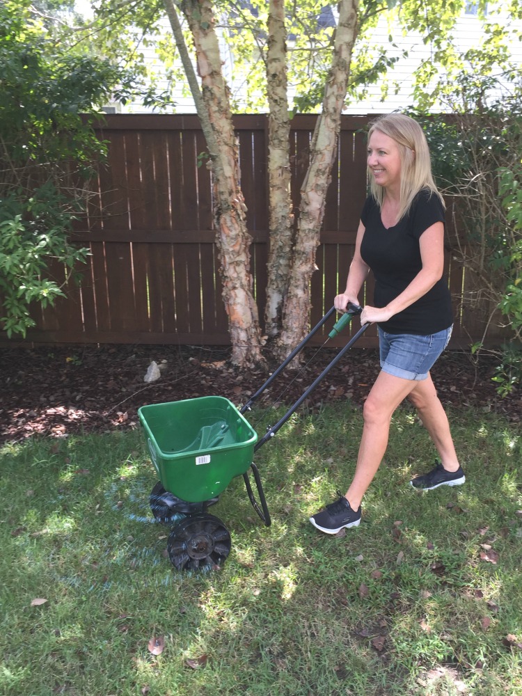 reseeding a lawn