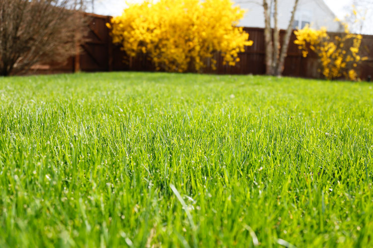 Spring grass shop