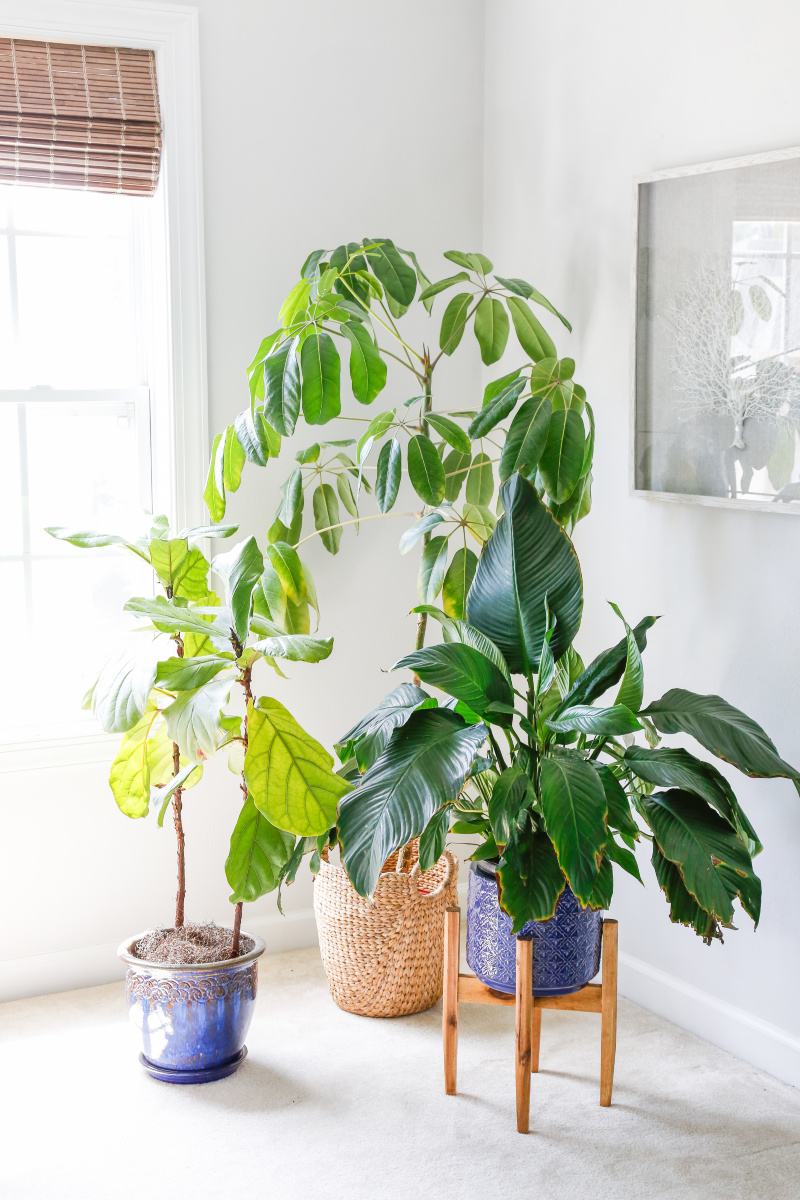 Tropical Houseplants