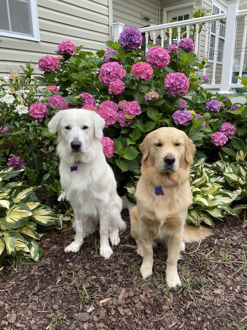 Hydrangea Garden Tour