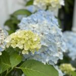 Hydrangea Garden Tour