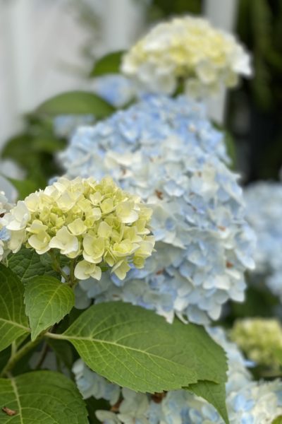 Hydrangea Garden Tour