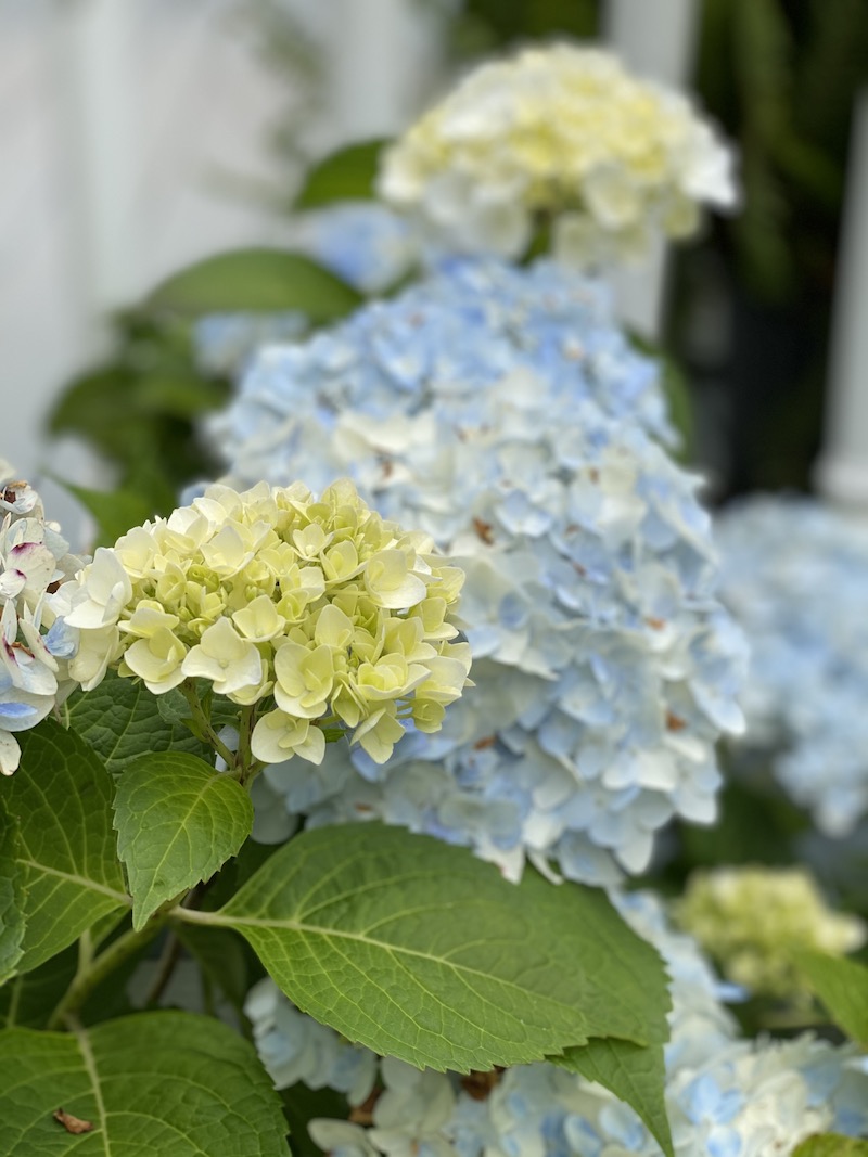 Hydrangea Garden Tour