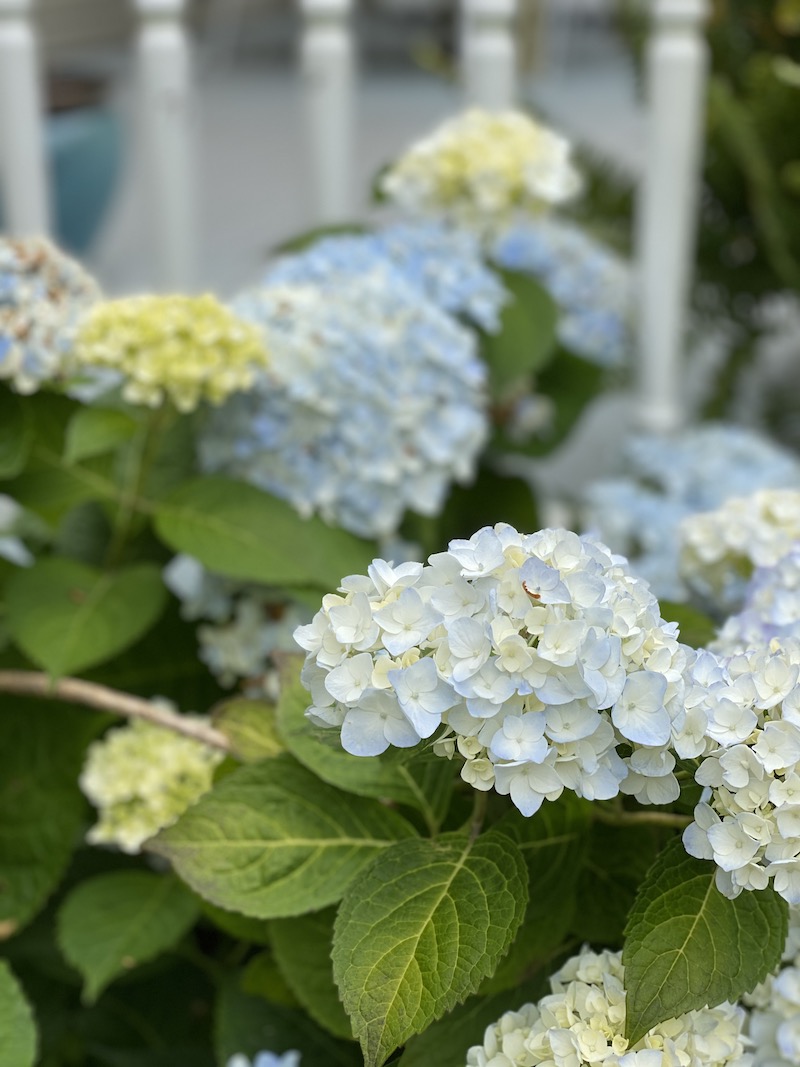 Hydrangea Garden Tour