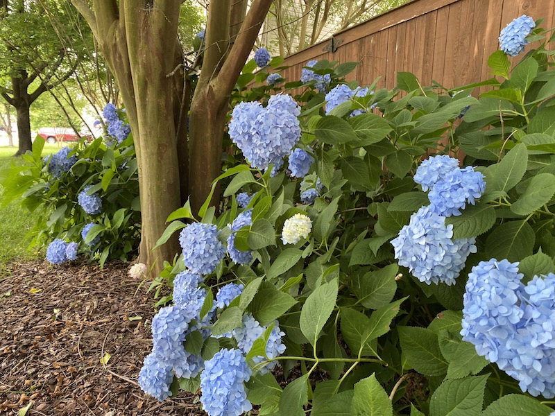 Endless Summer Hydrangeas