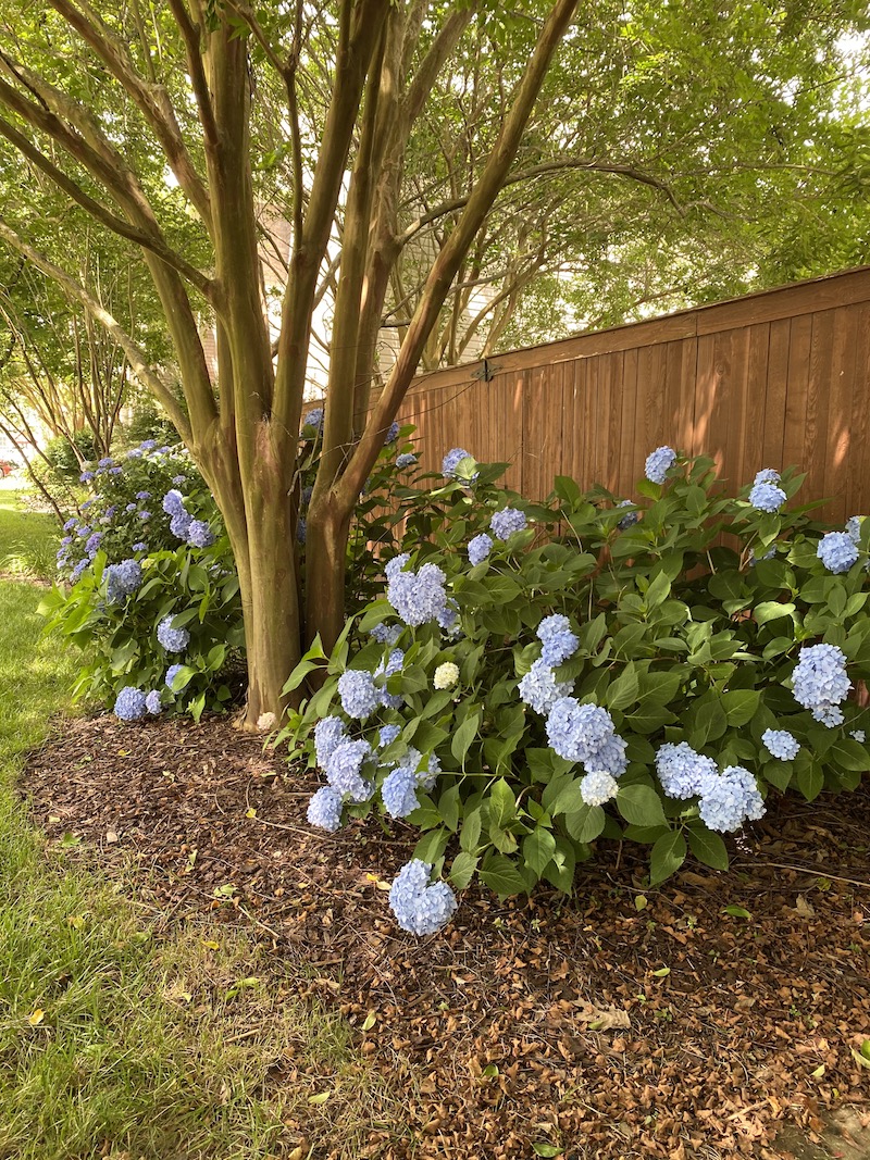 Endless Summer Hydrangeas