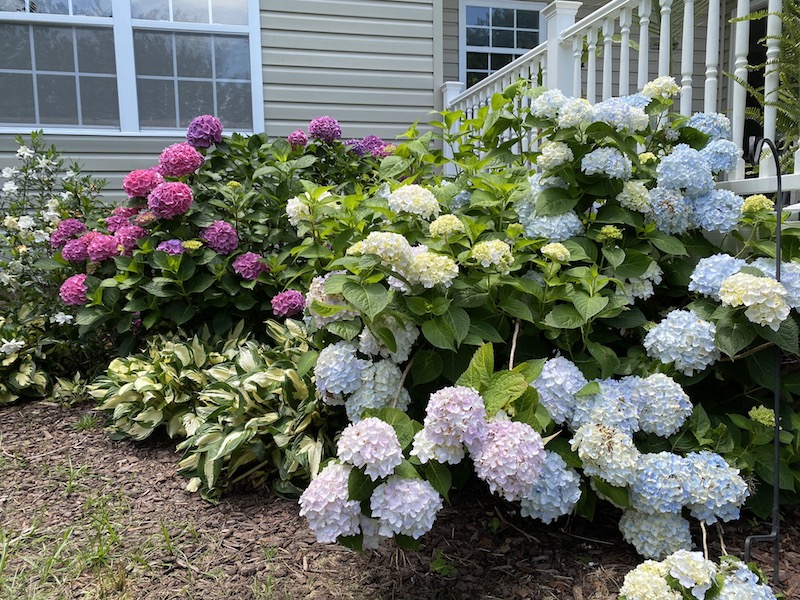 Hydrangea Garden Tour