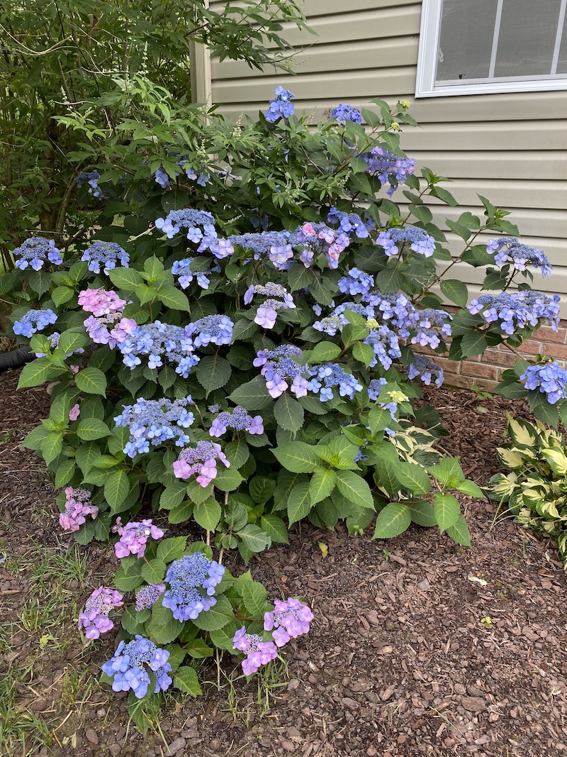 Twist and Shout Lacecap Hydrangea