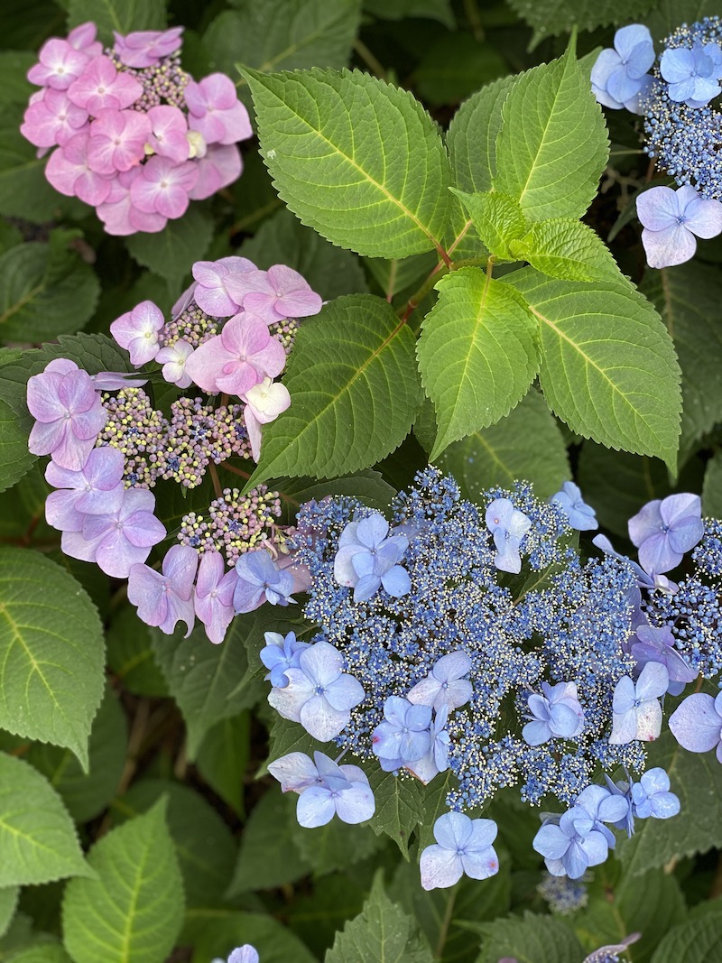 Twist and Shout Lacecap Hydrangea